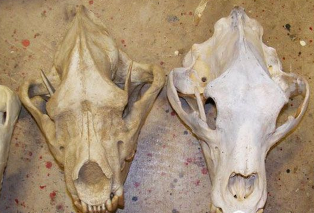 斑鬣狗头骨图片