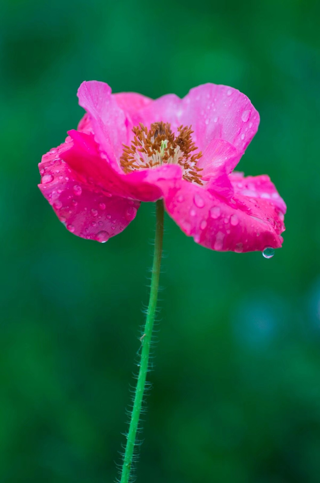 植物百科十八虞美人