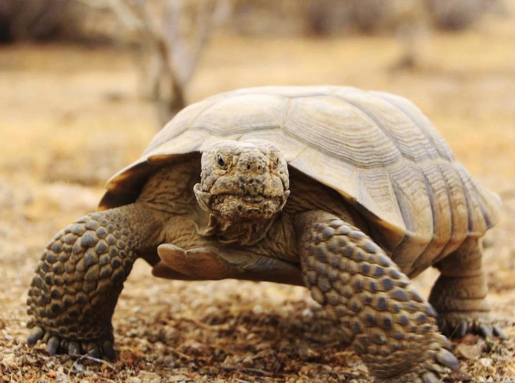沙漠龟,也叫沙漠地鼠龟,沙漠陆龟.一只成年沙漠龟可重达3.