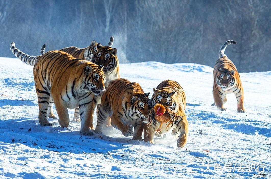 冬季雪中看东北虎群耍公鸡,近距离感受丛林之王的"王者游戏",想必也是