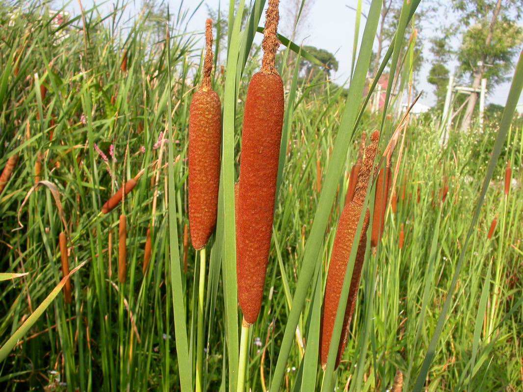 水烛又被称作蒲草,水蜡烛,狭叶香蒲,是生长在湖泊,河流,池塘浅水处的