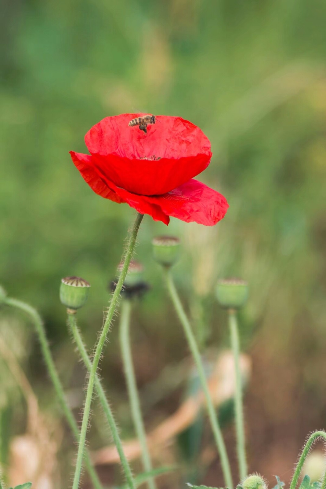 植物百科(十七)东方罂粟|平安|花语|东方罂粟_新浪新闻