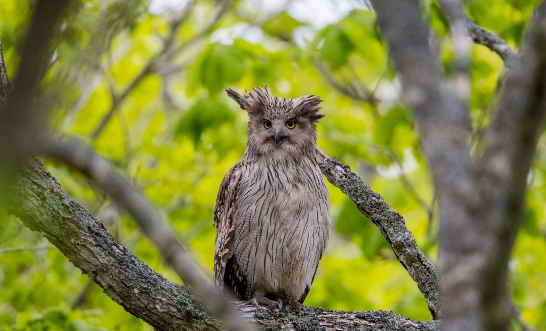 毛腿鱼鸮,是我国鸱枭科中最大的鸟之一,非常稀贵,一般栖息于近河溪边