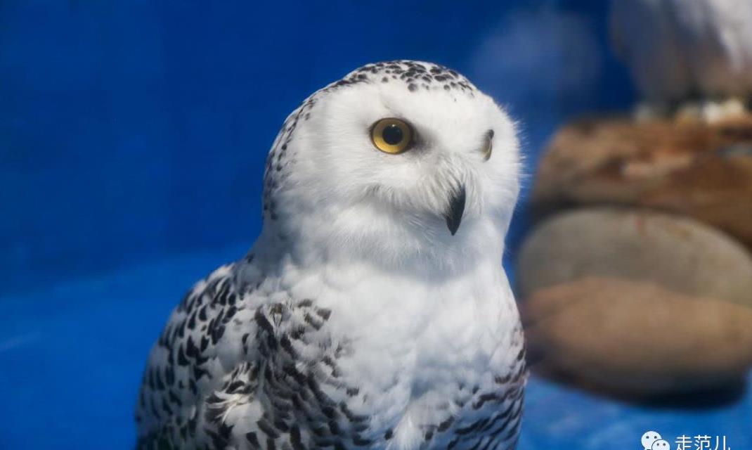 哈利波特家的猫头鹰历经千辛"飞"来成都,萌哭了!