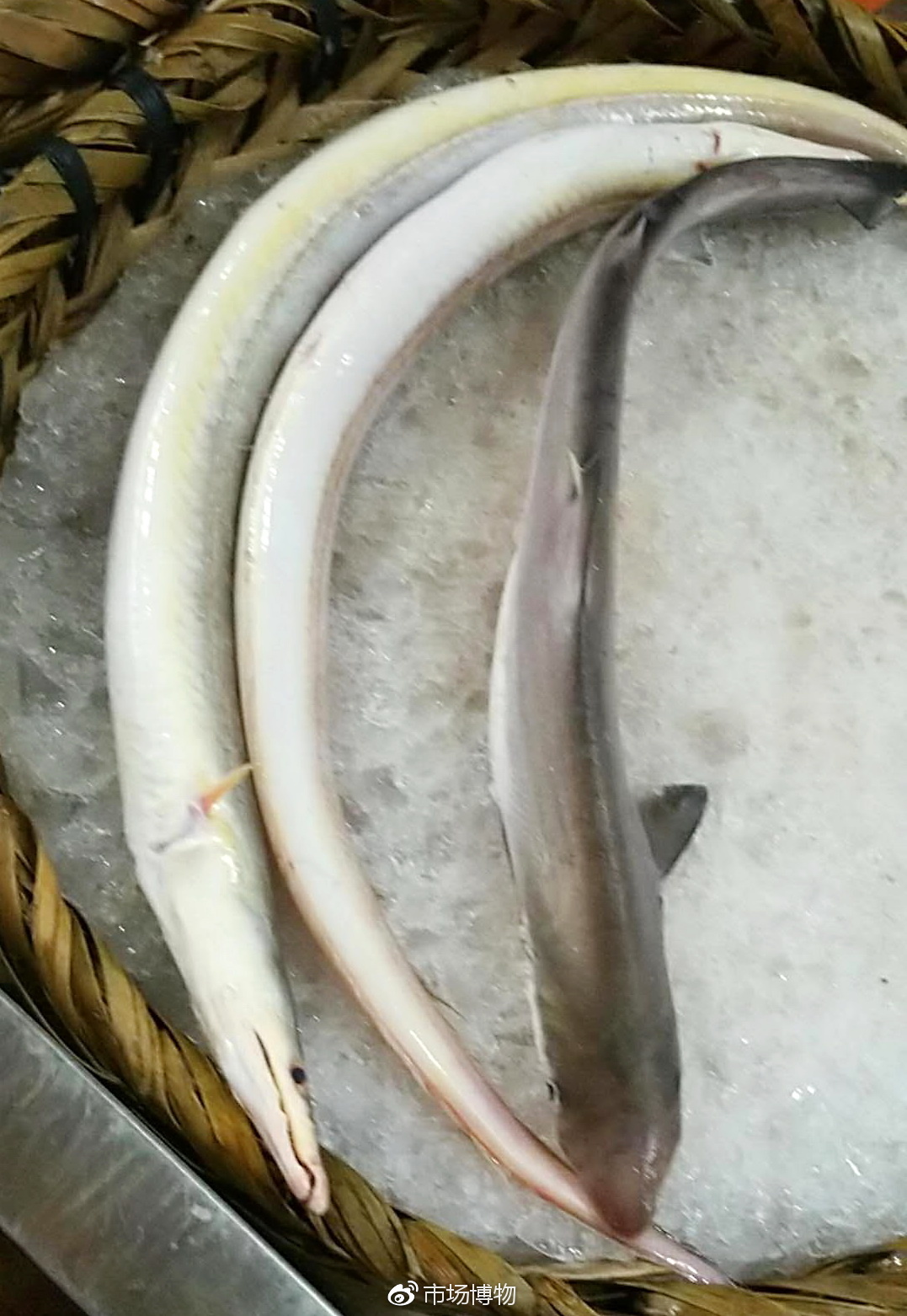 白鳝(鹤海鳗)和小鲨鱼