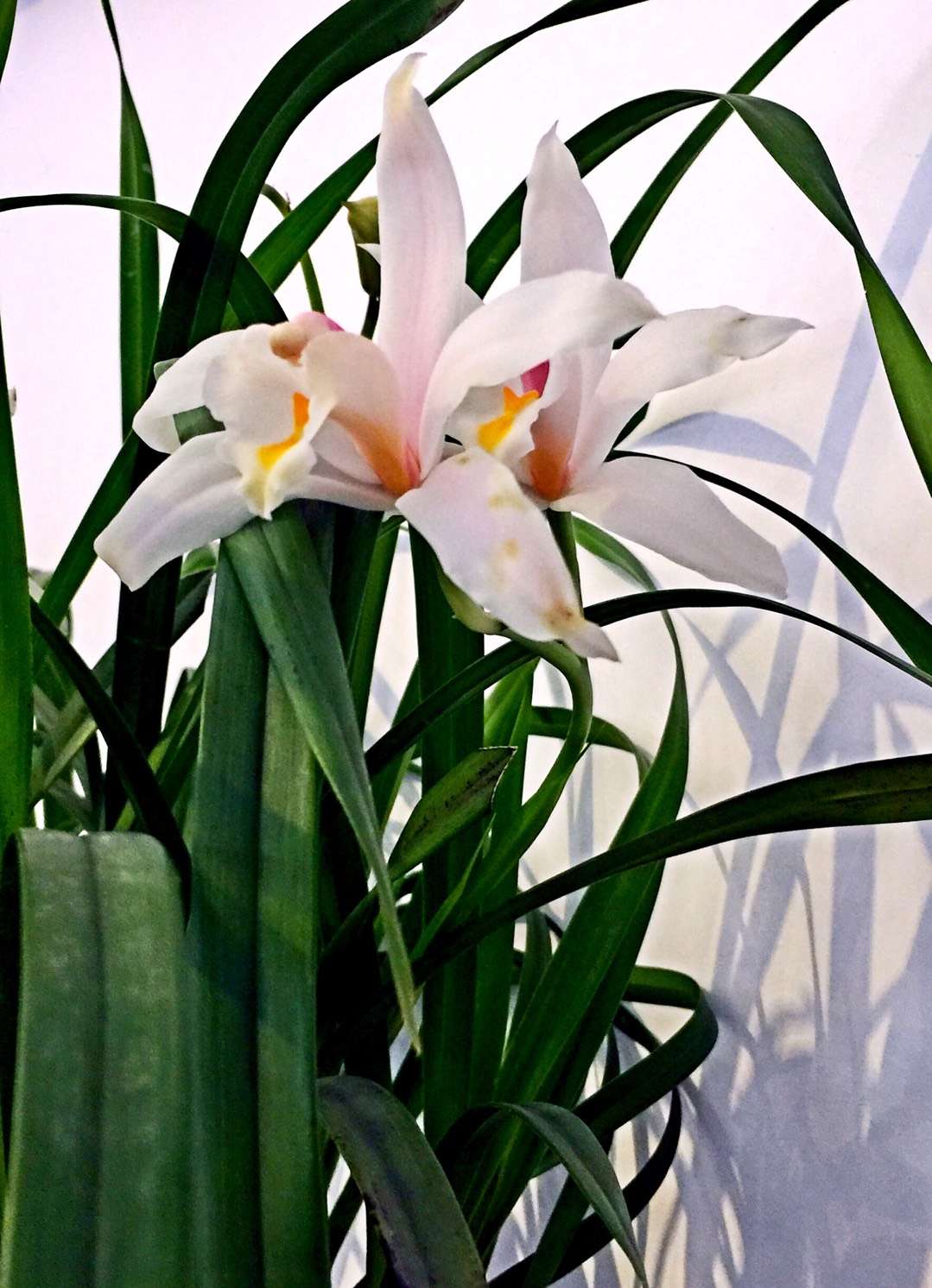 人间争相说高洁,岂知高洁太惨烈,一兰盛开百花羞,花如君子芳满叶.