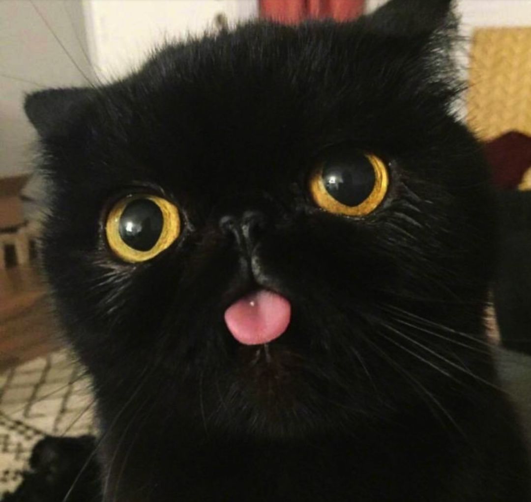 养一只黑猫是怎样的体验?网友:眼神不好根本看不见!