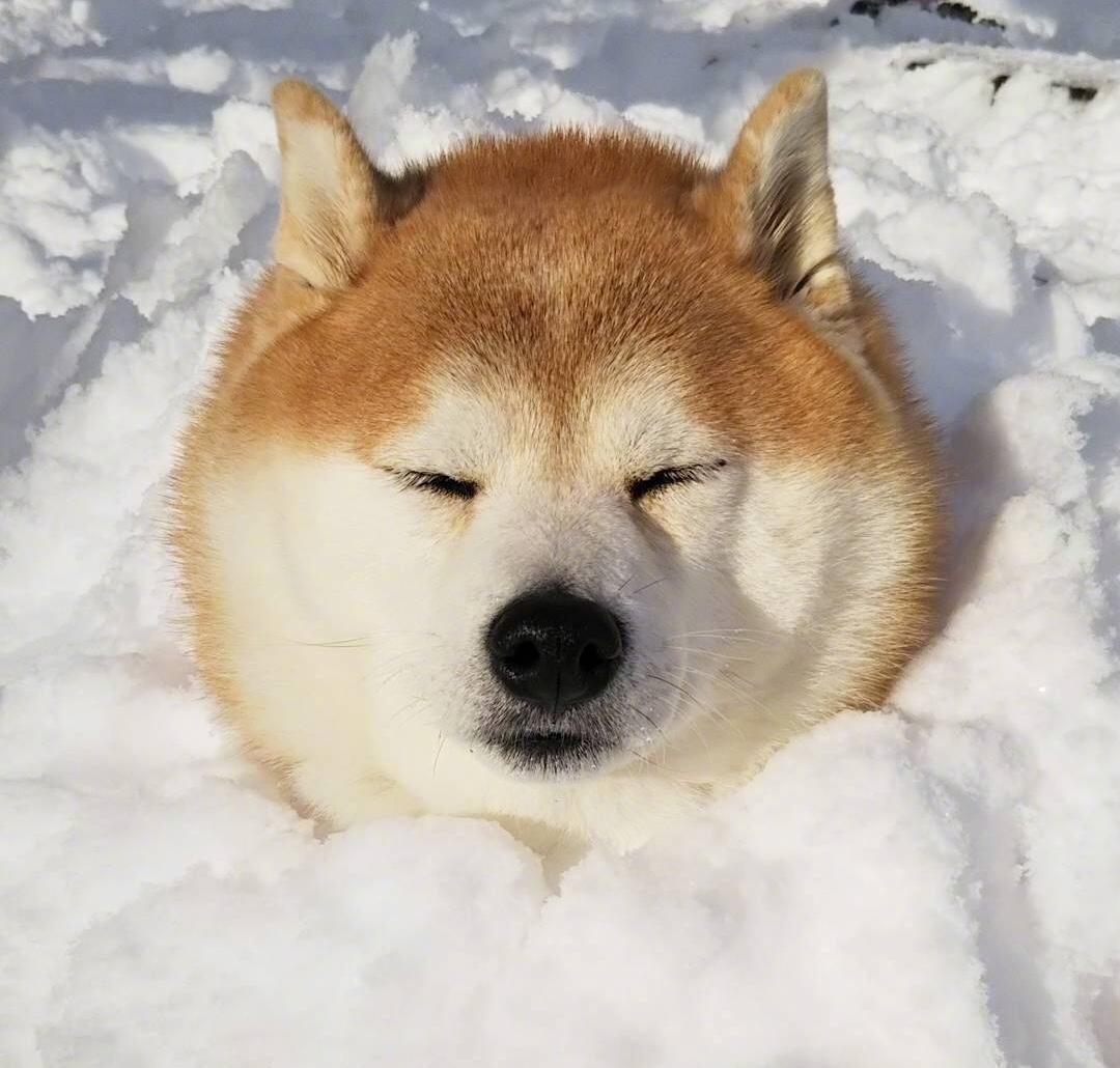 这只柴犬稳重有范,一看这模样,就是东北来的静香小公主