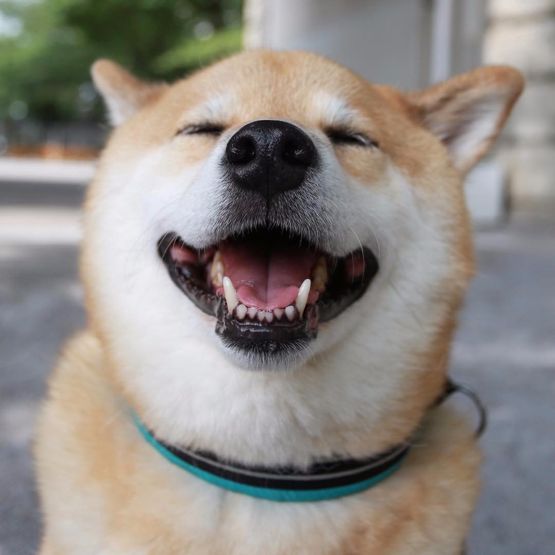 日本秋田犬是柴犬吗 秋田犬和柴犬是不同的狗狗