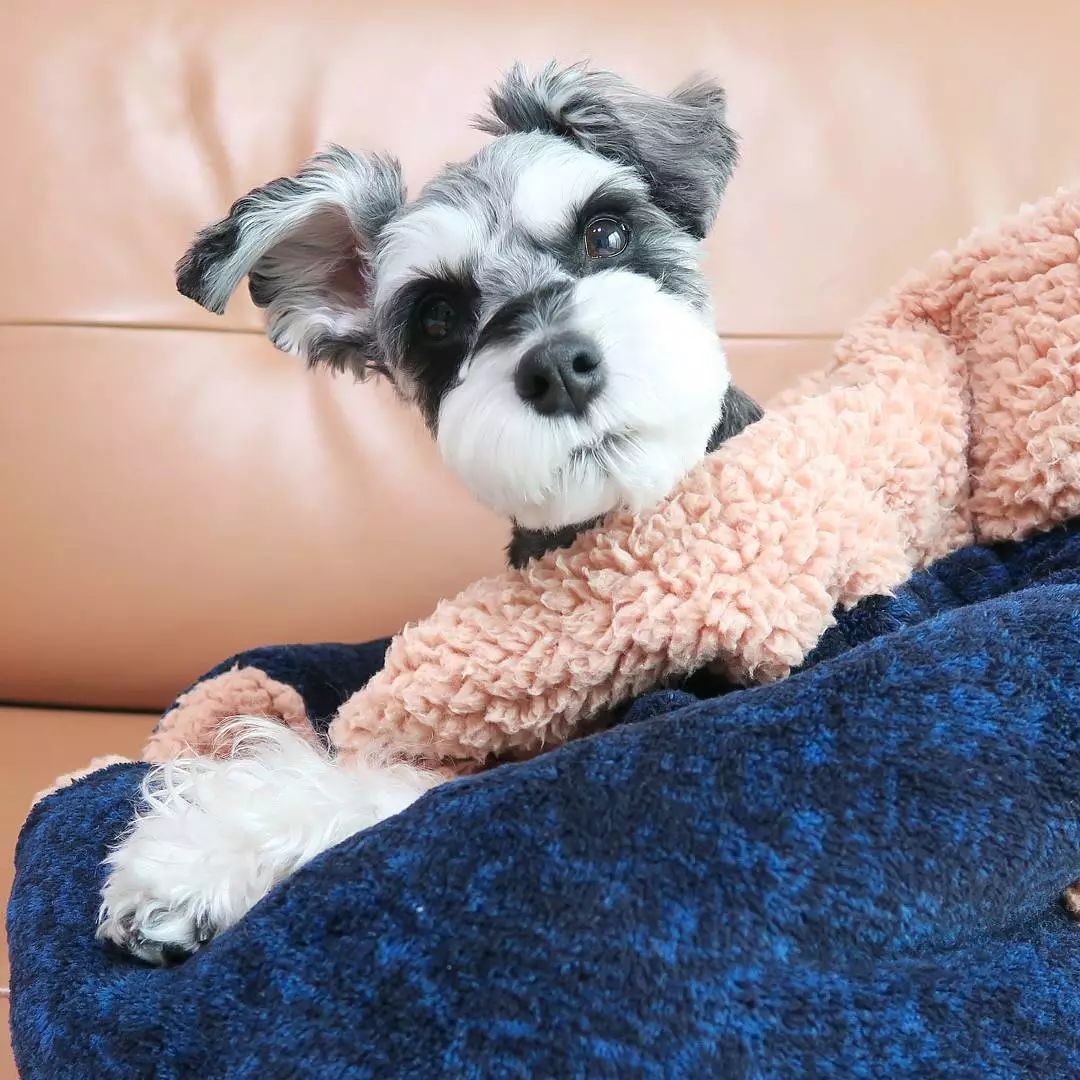 被人戏称"小老头"的狗居然还有这等颜值,心都要被萌化了!