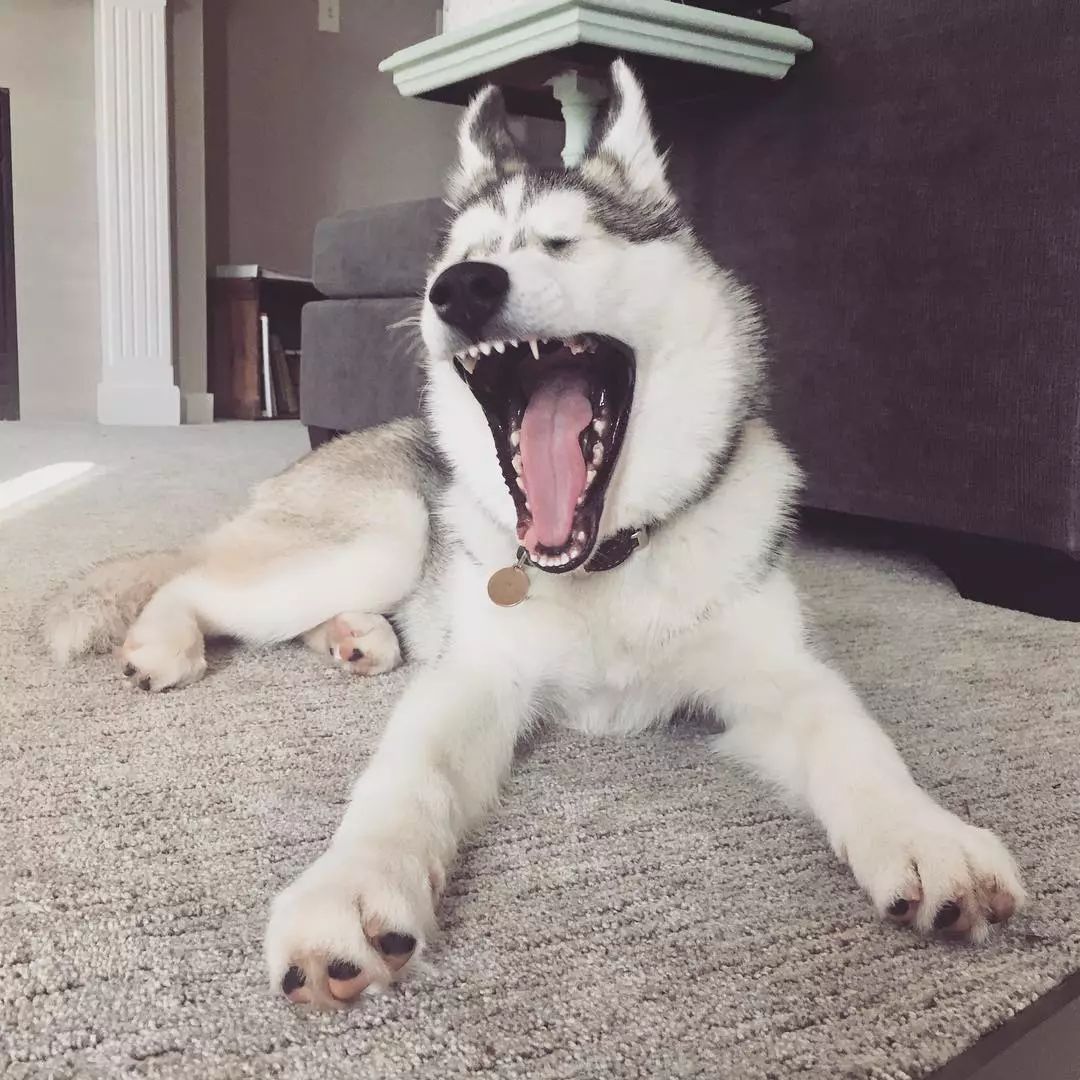 这只哈士奇意外走红了,原因是因为一张这样的影子照片|哈士奇|二哈