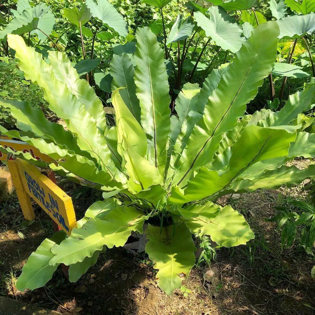 马来西亚这个地儿的10个最， 你还不知道吧？_财经头条