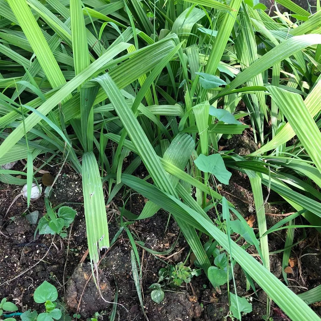 仙茅也称之为独脚丝茅.