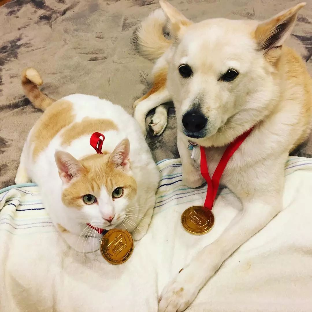 年纪轻轻猫狗双全