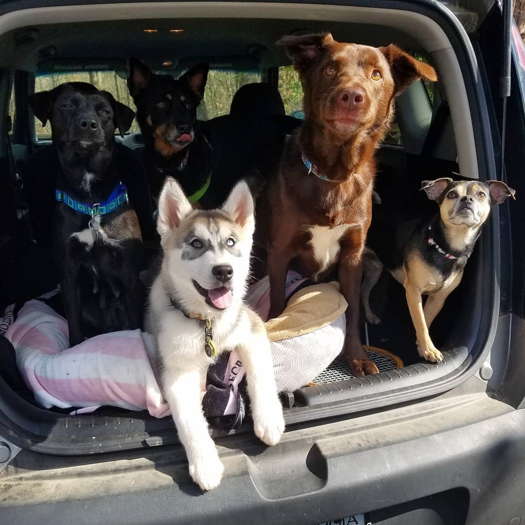 停在路边的汽车惨遭一群狗狗围攻,车主调出监控哭笑不得