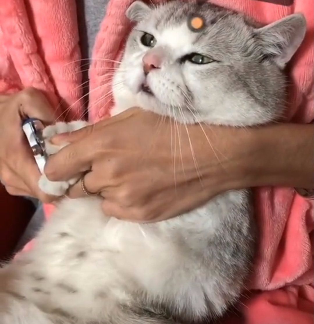 猫咪|指甲|表情_新浪新闻