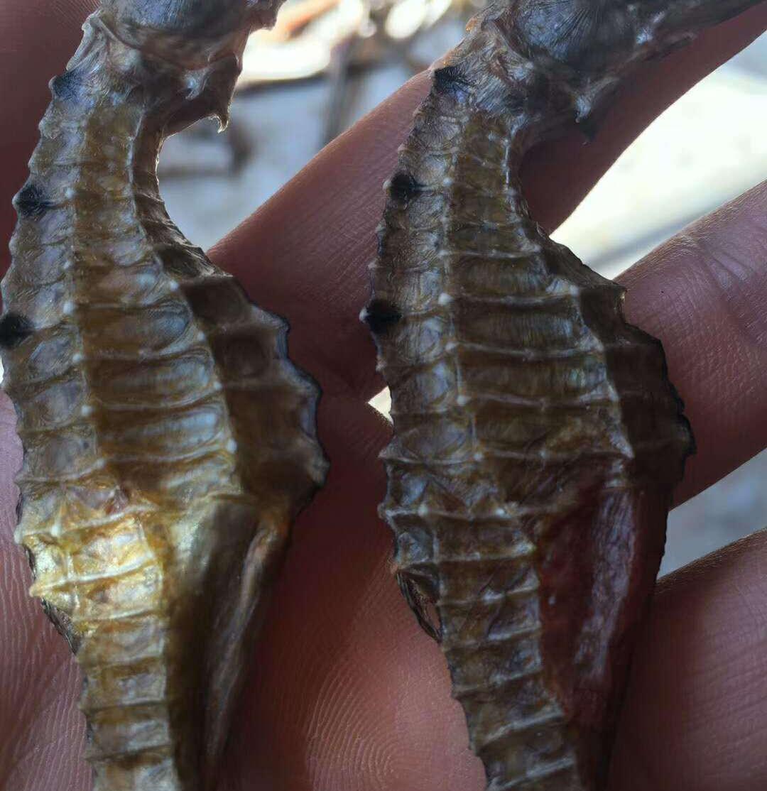 海马干多少钱一斤干海马怎么泡酒