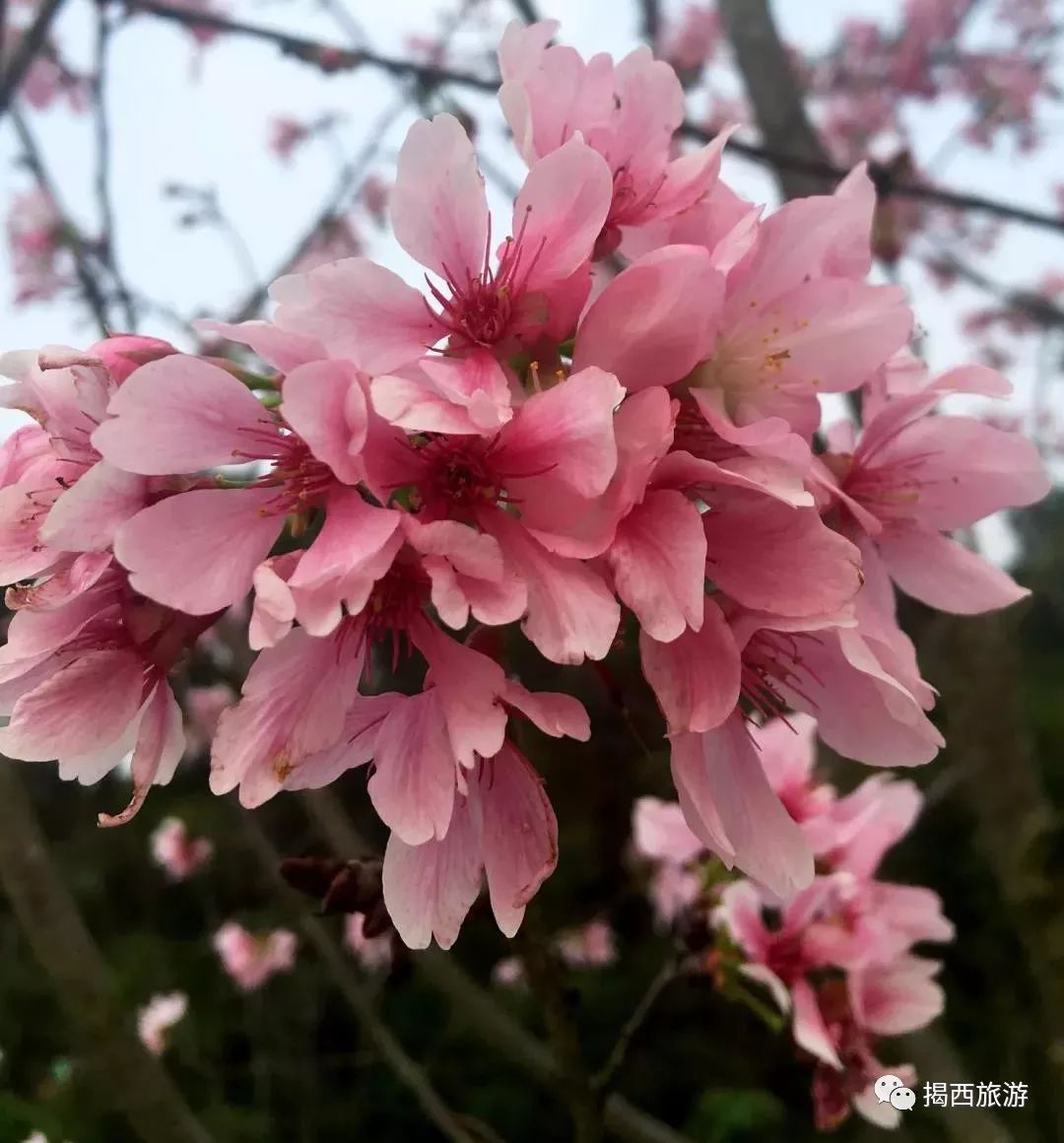 揭西首届樱花节欢迎您!2018春节好去处!约会吧!