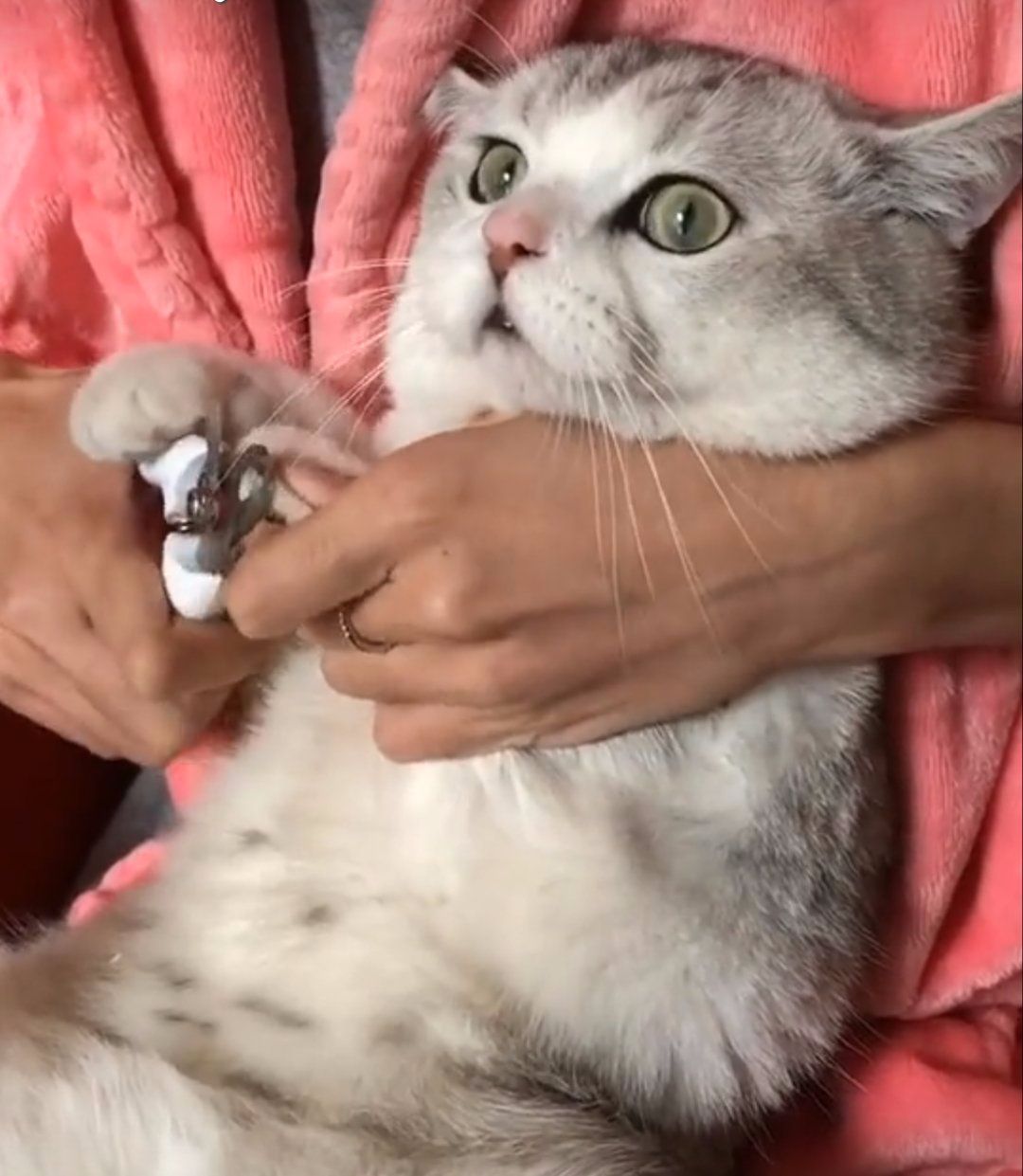 这表情很到位啊.可怜的猫大人,剪个指甲跟上个刑场似的.