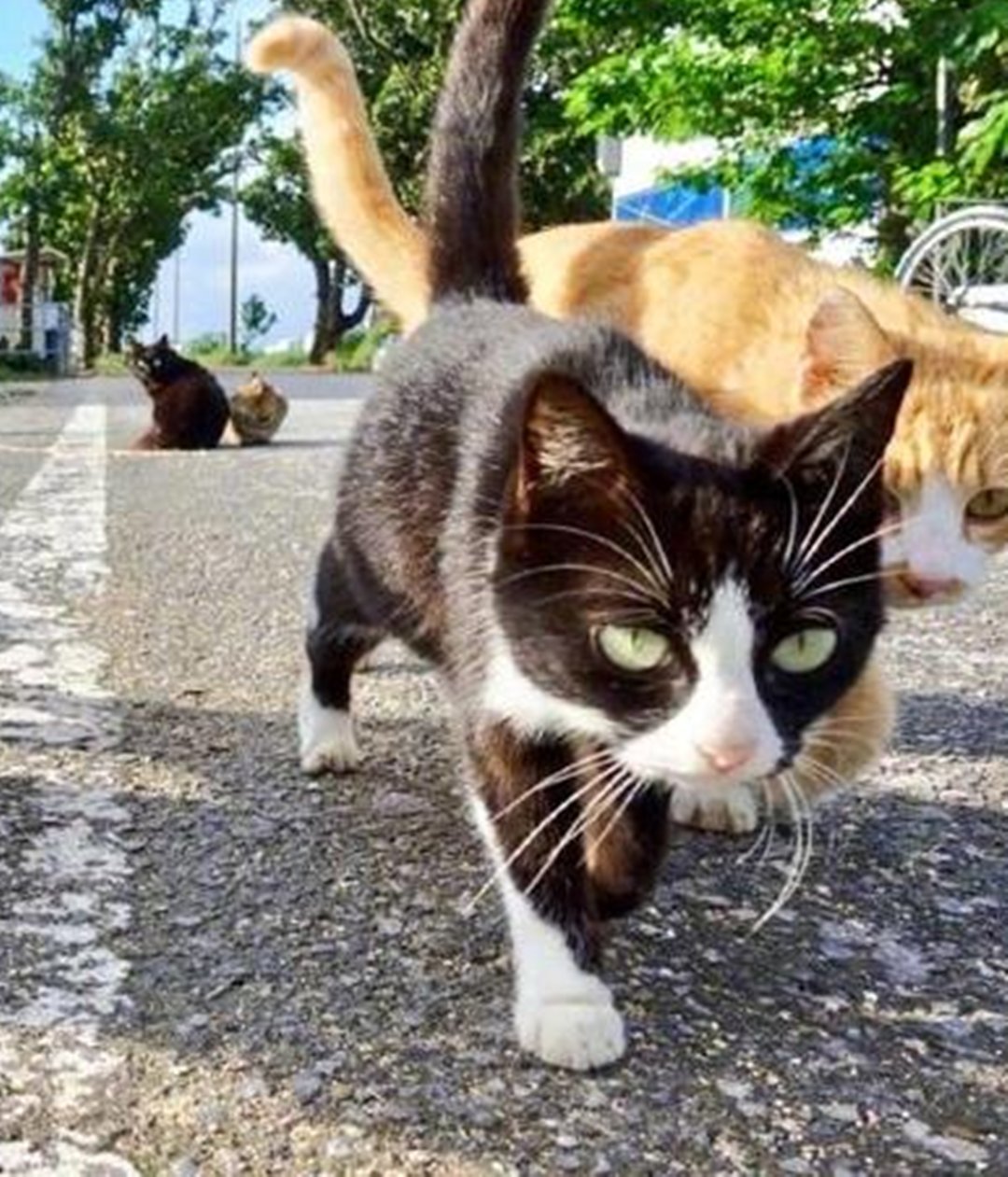 喵星人走路带风,气场实在太强了,引来摄影师的拍摄