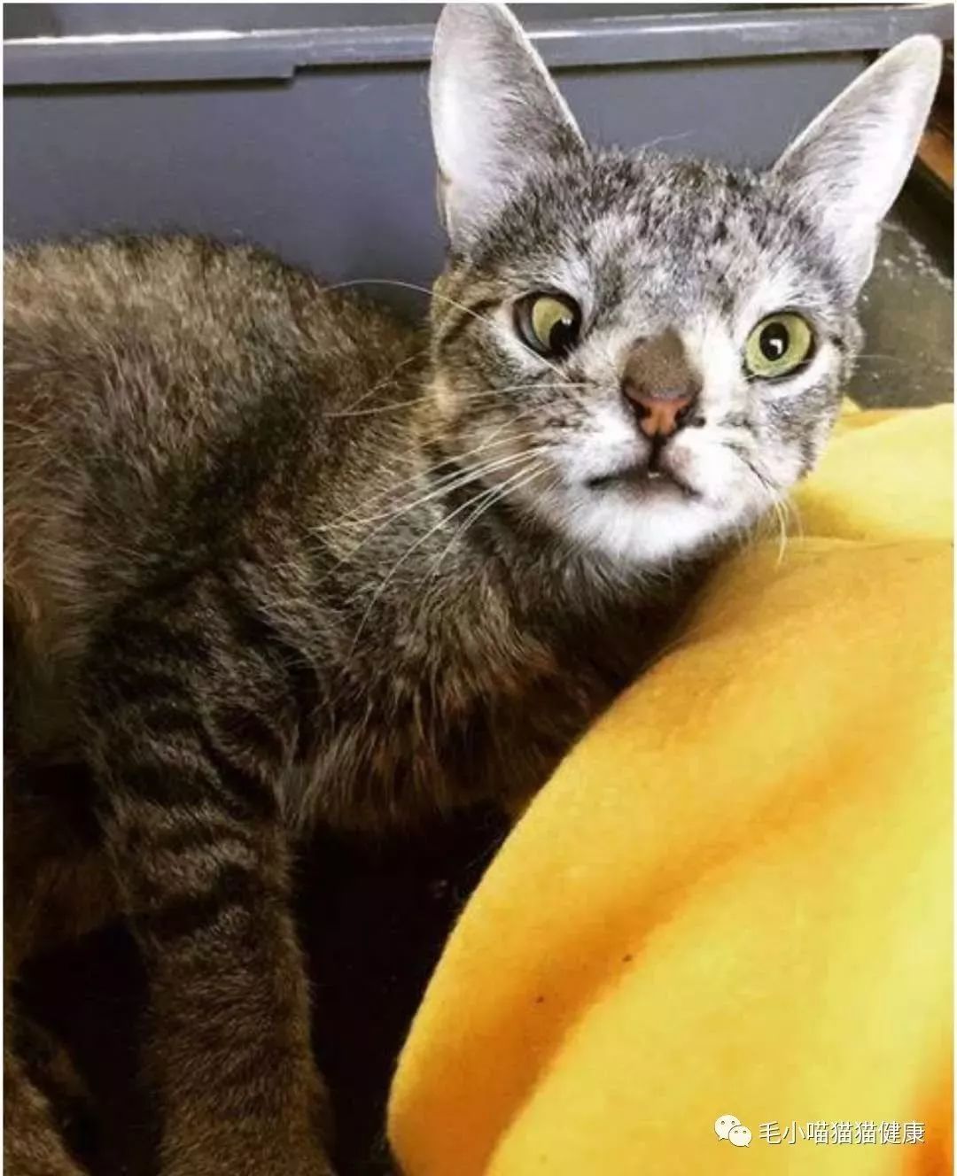 国外一铲屎官领养了一只技能猫时刻自带对对眼