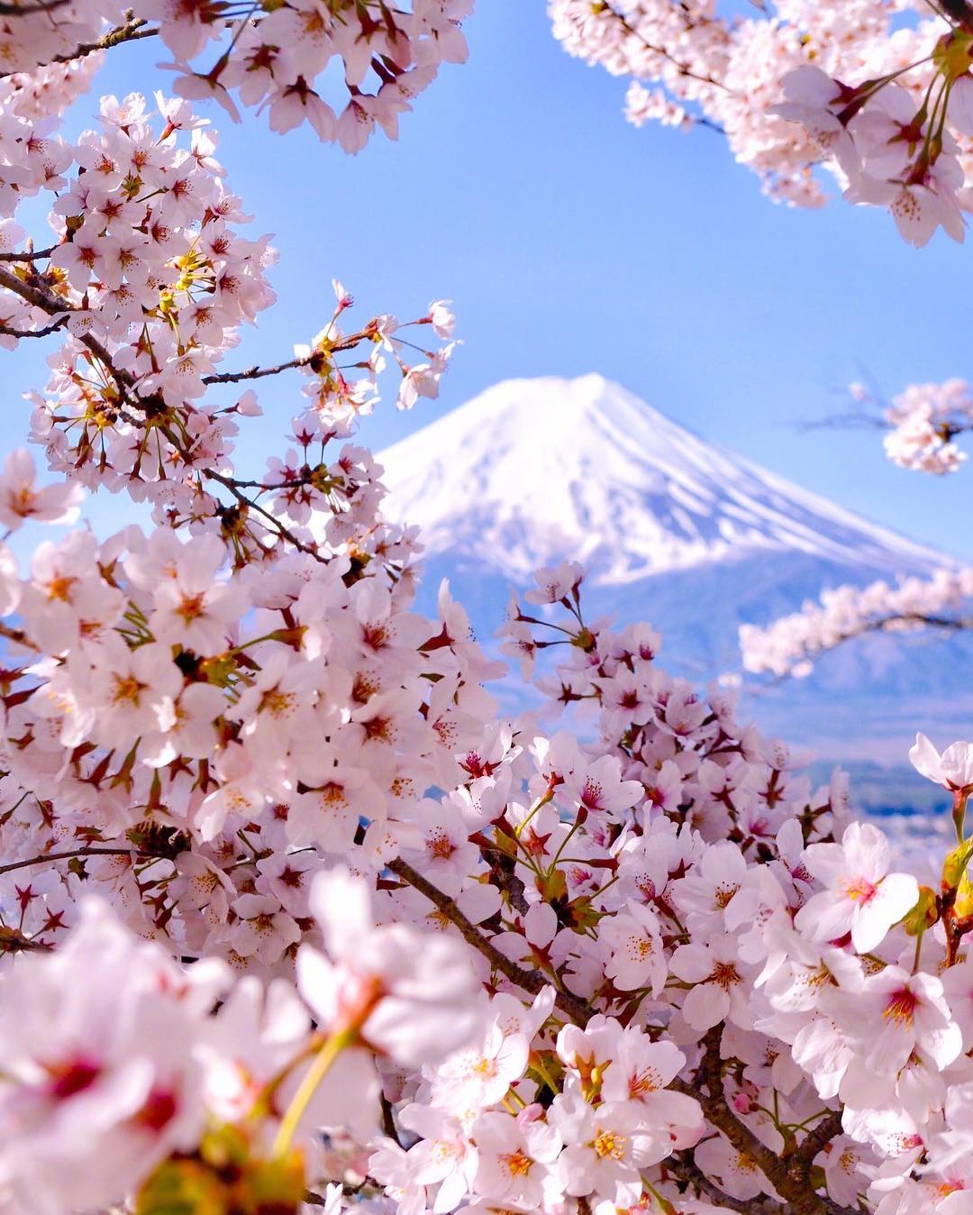 日本樱花富士山图片素材-编号23171363-图行天下