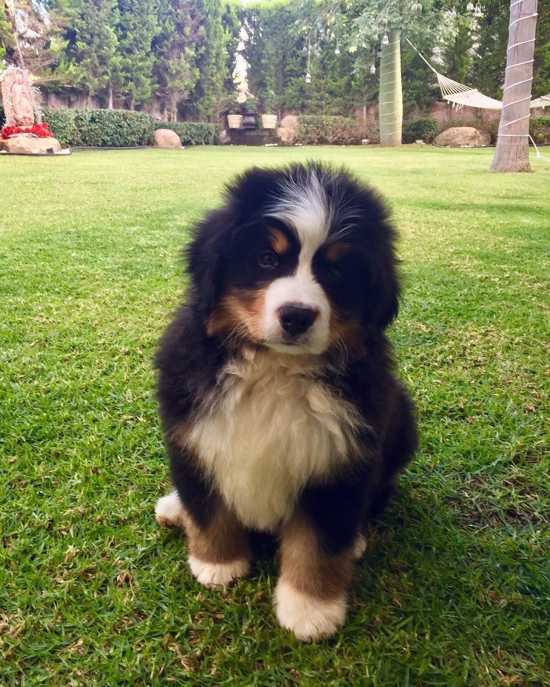 憨厚老实的大块头伯恩山犬小时候原来也是软萌的好奇宝宝