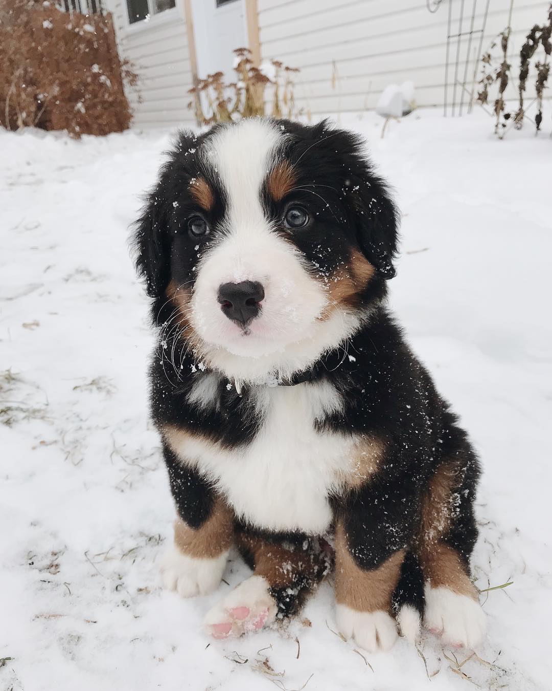 憨厚老实的大块头伯恩山犬小时候原来也是软萌的好奇宝宝