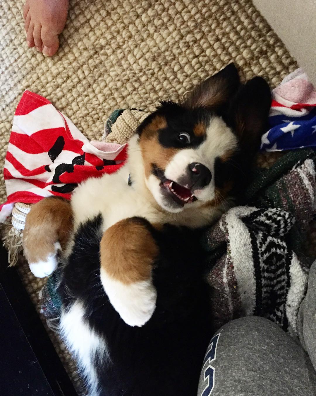 憨厚老实的大块头伯恩山犬小时候原来也是软萌的好奇宝宝