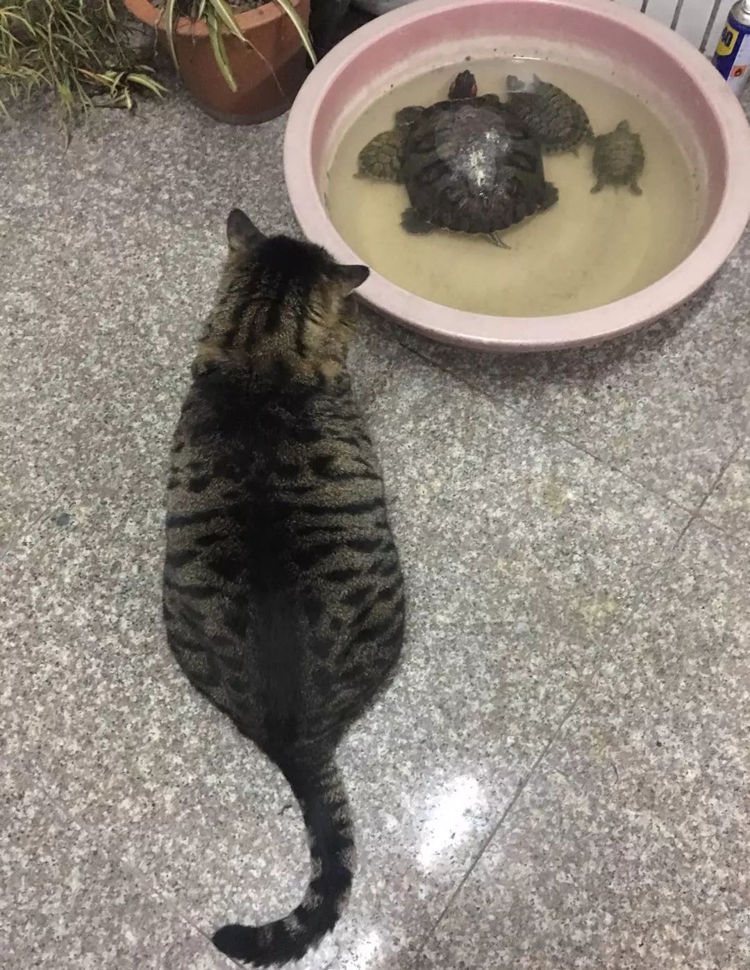 猫咪暗中观察新成员乌龟,欺软怕硬就是它了|乌龟|猫咪|猫猫_新浪新闻