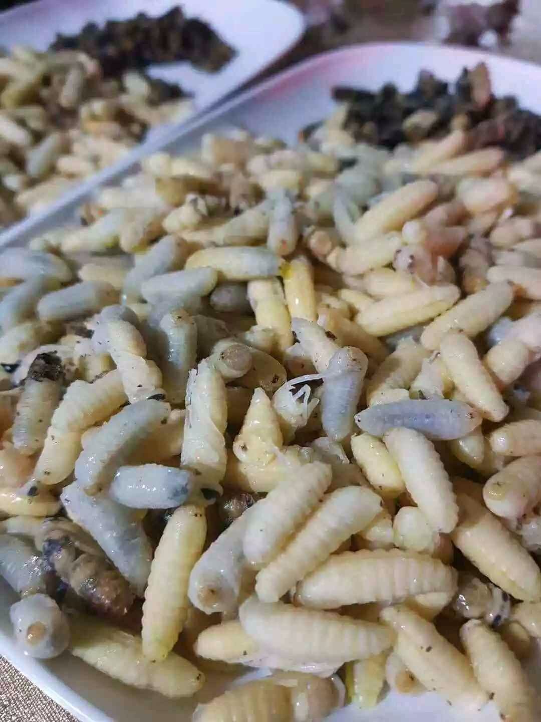 云南的乡村美食,虫子做主食,你敢吃吗?