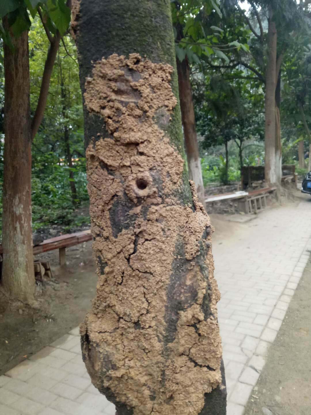 白蚁|嘉陵|南充_新浪新闻