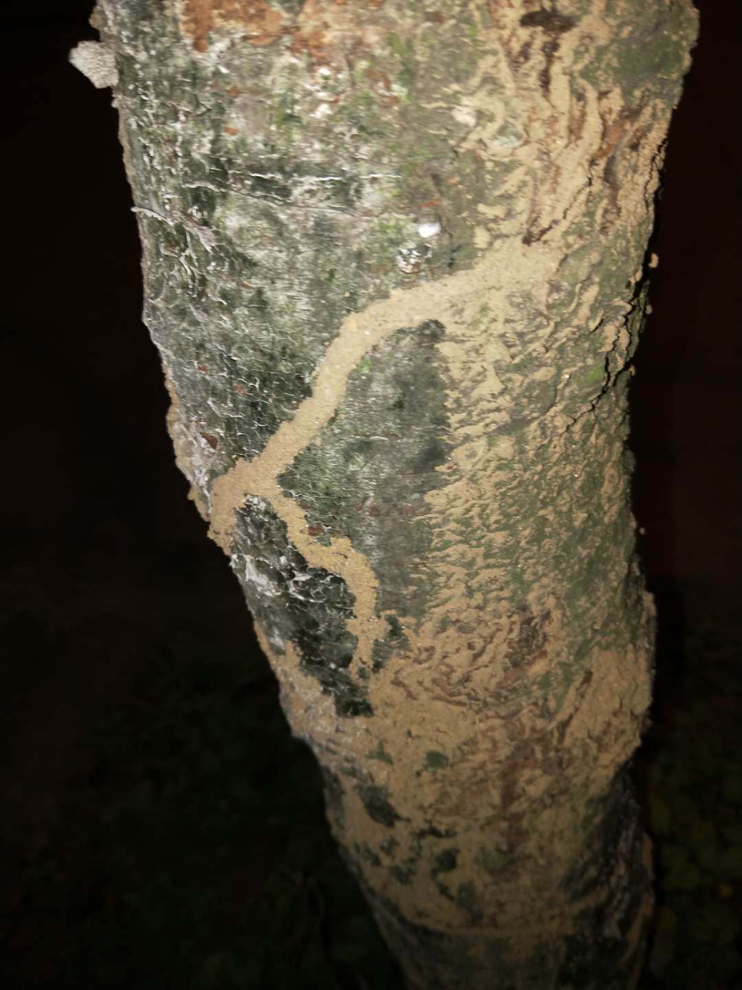 那泥塑的白蚁路径,他曾经多次看到很多,很多的白蚁在树干上一路路地