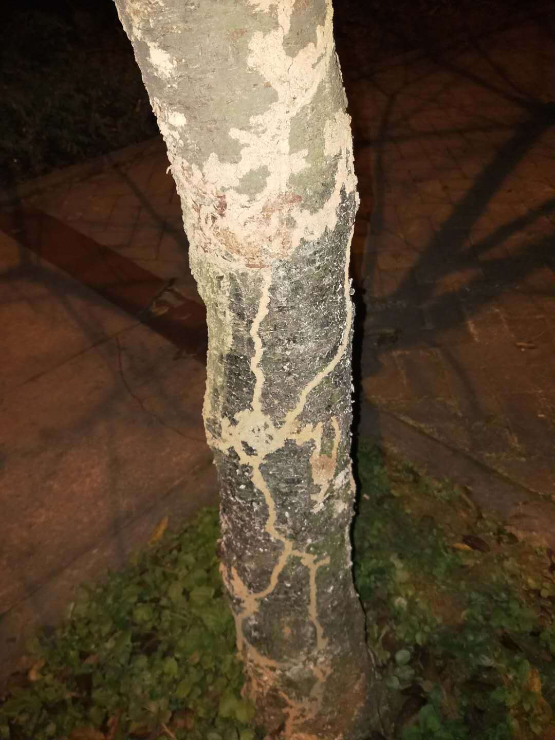 那泥塑的白蚁路径,他曾经多次看到很多,很多的白蚁在树干上一路路地