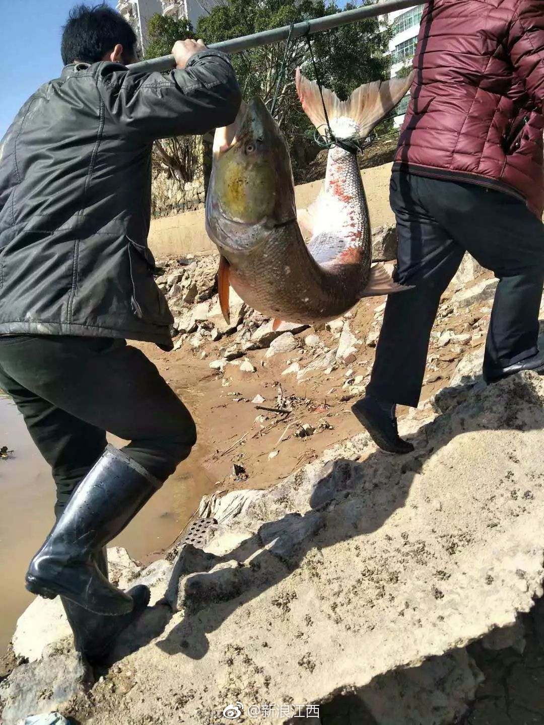 大开眼界!赣州捕获"鱼王" 重72.45千克