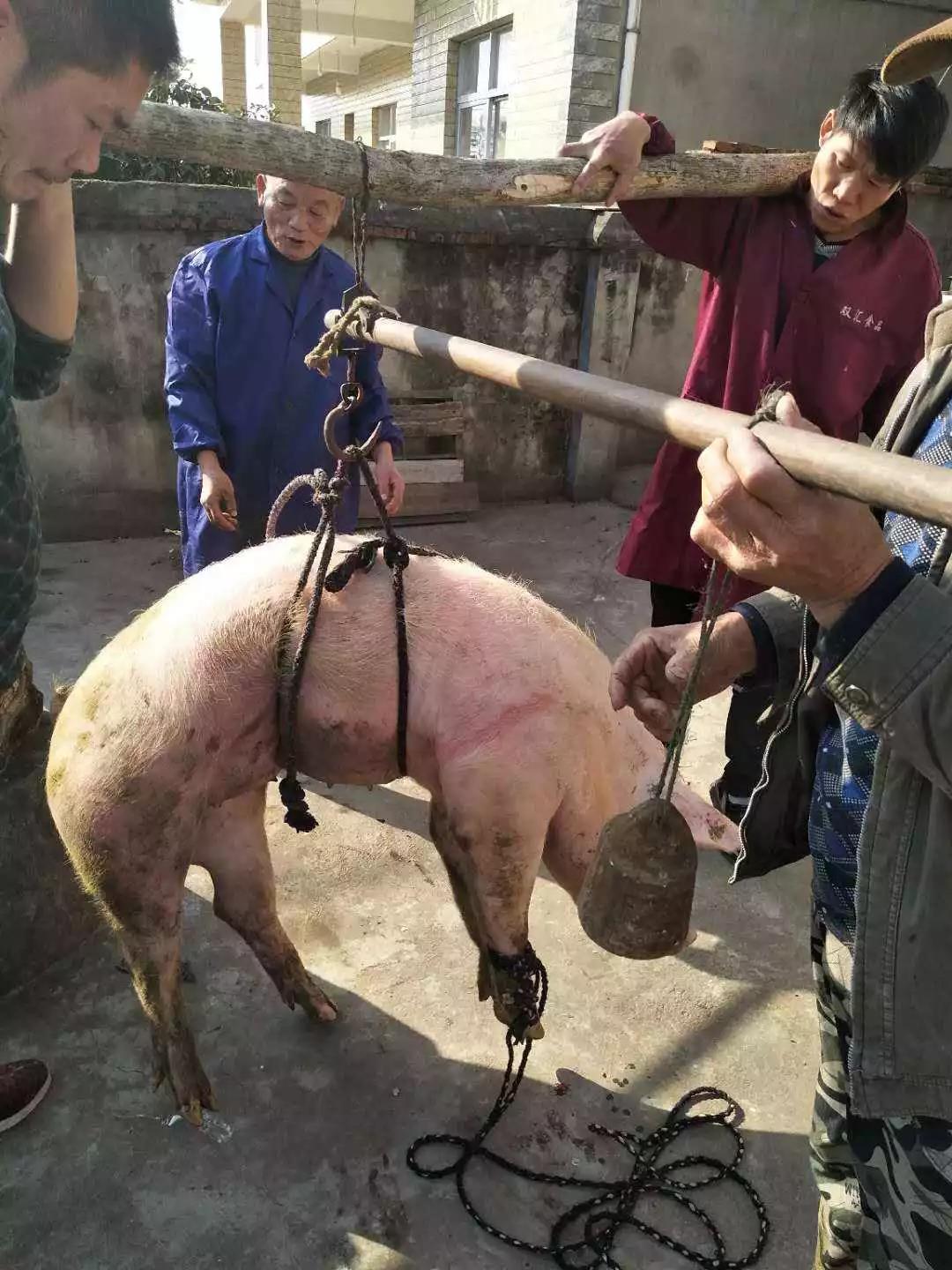 在武宁有一种年俗叫杀过年猪恰杀猪饭你还记得吗