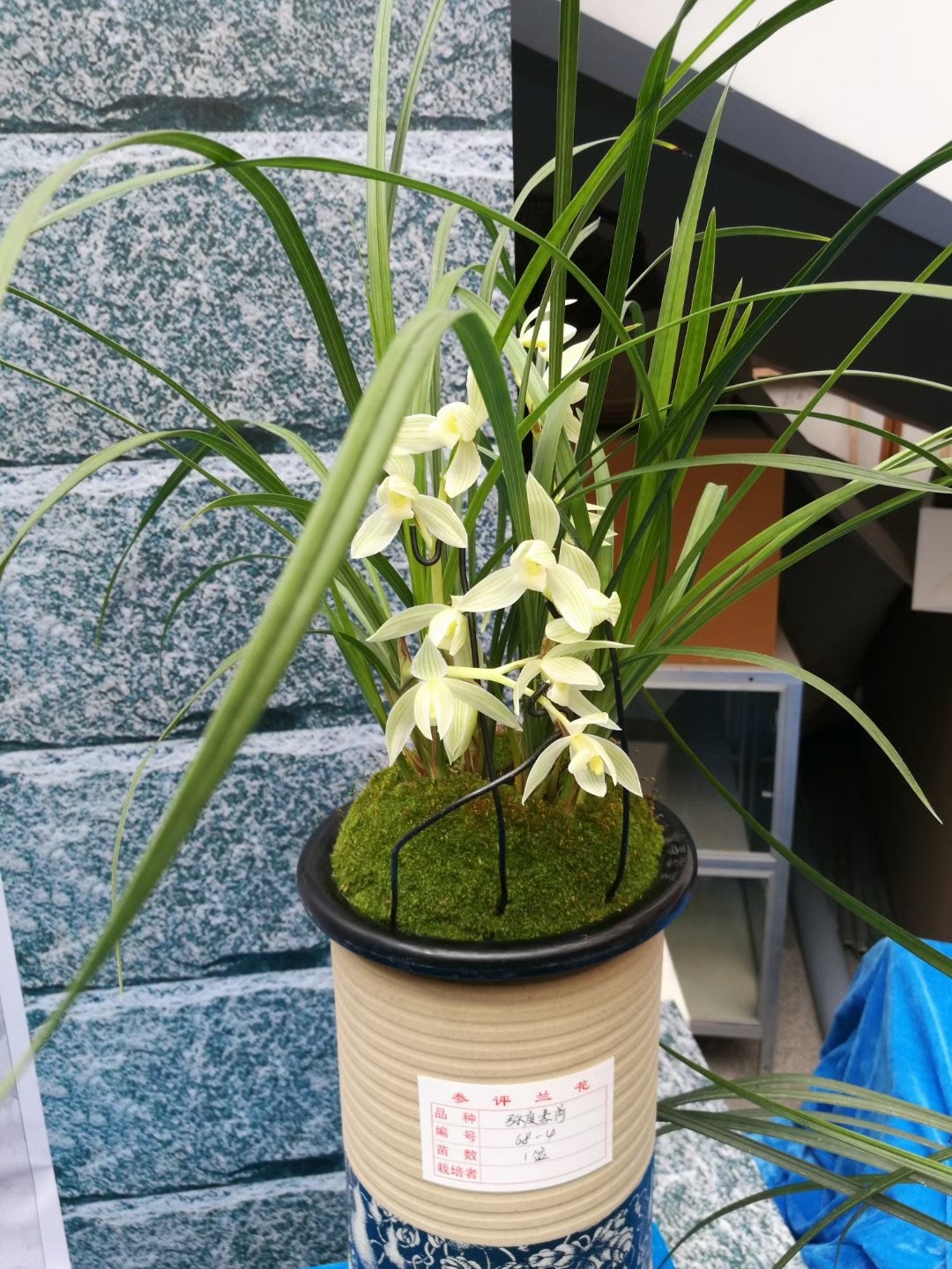 保山兰花展中的经典名品