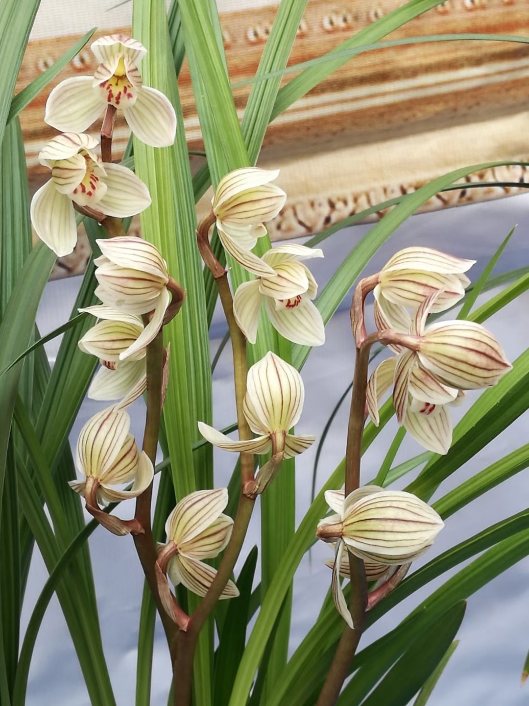 保山兰花展中的经典名品