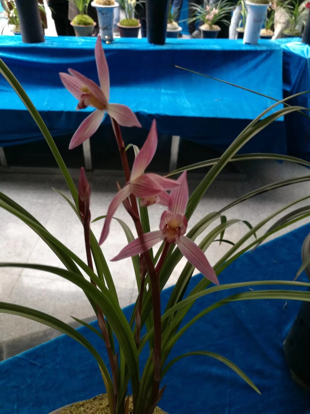 保山兰花展中的经典名品