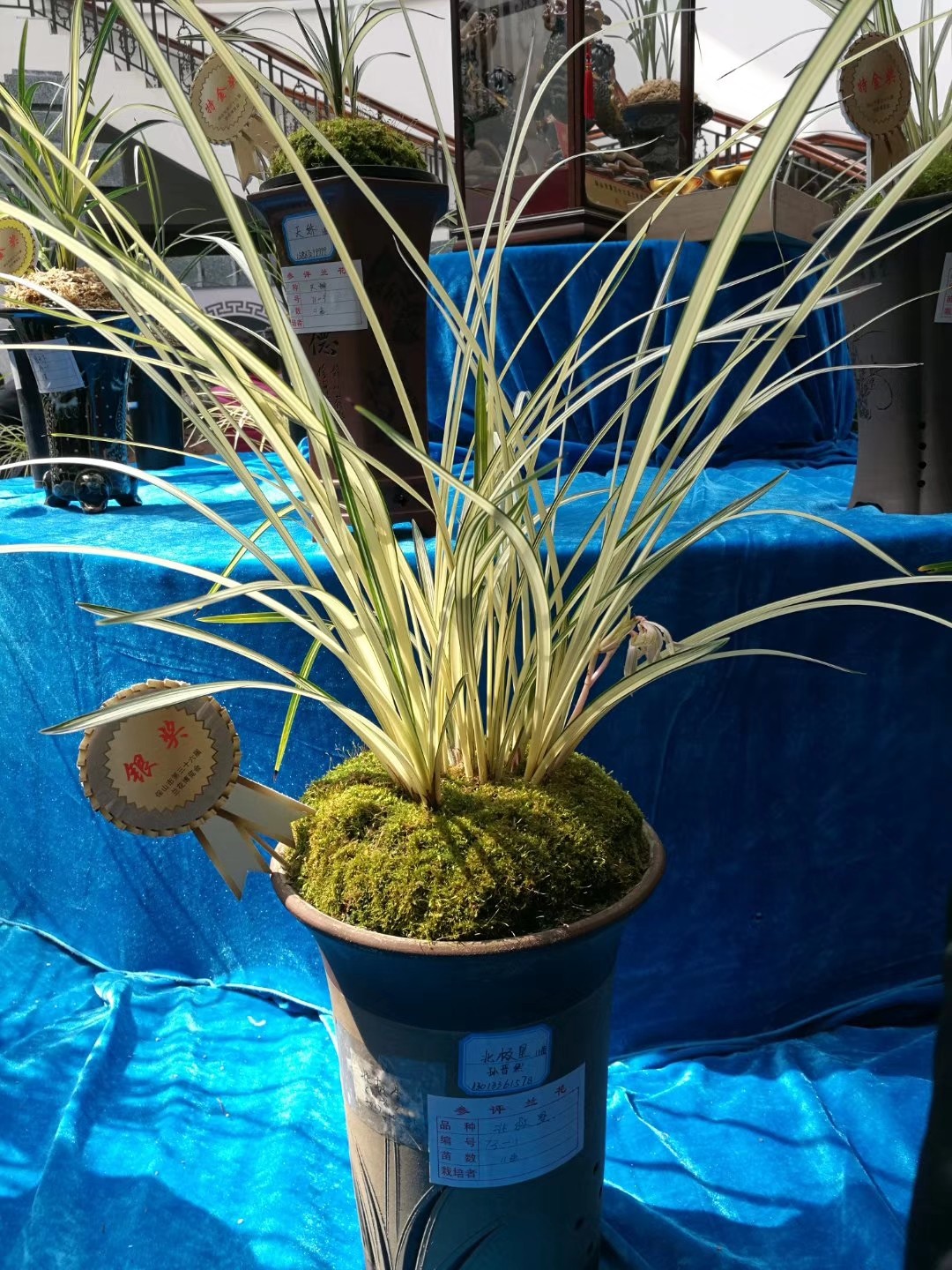 保山兰花展中的经典名品