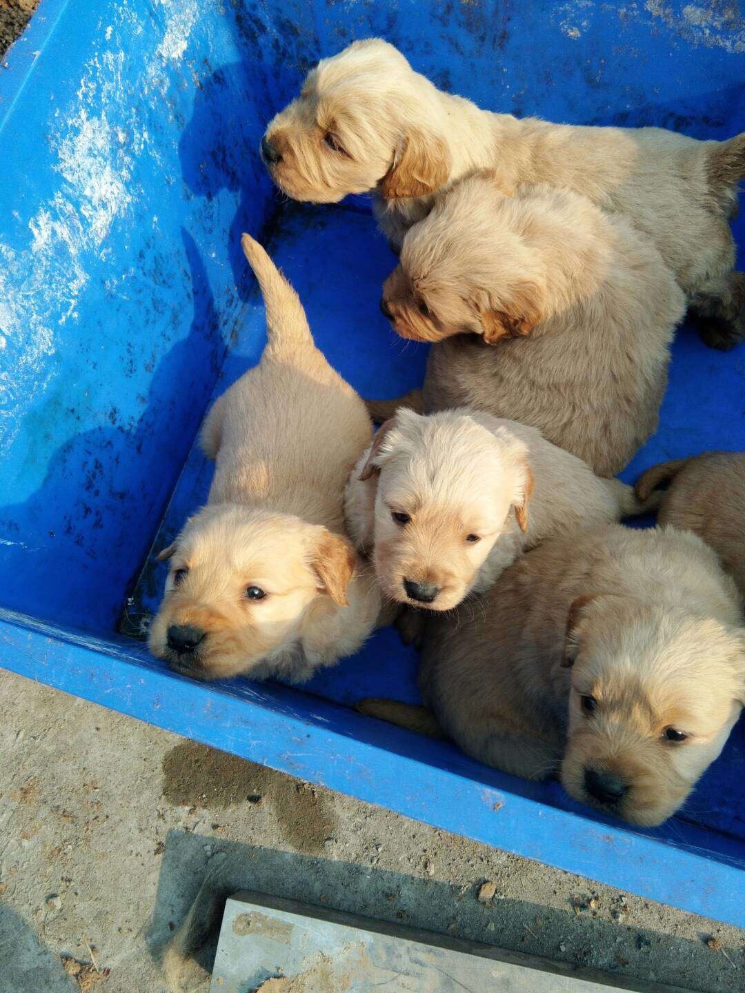 萌萌哒的金毛小奶狗求主人