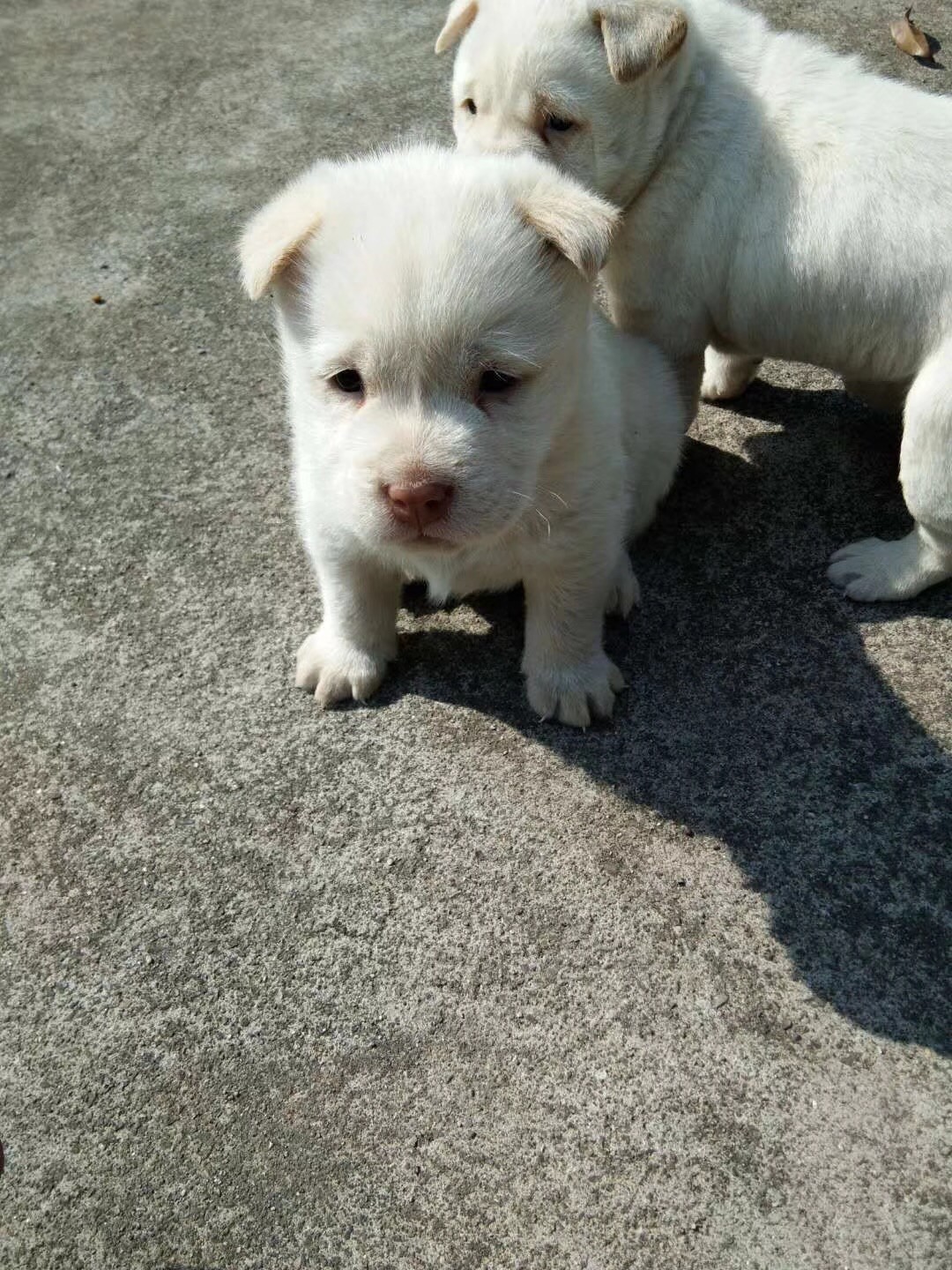 送一只下司犬小奶狗就这么难吗?