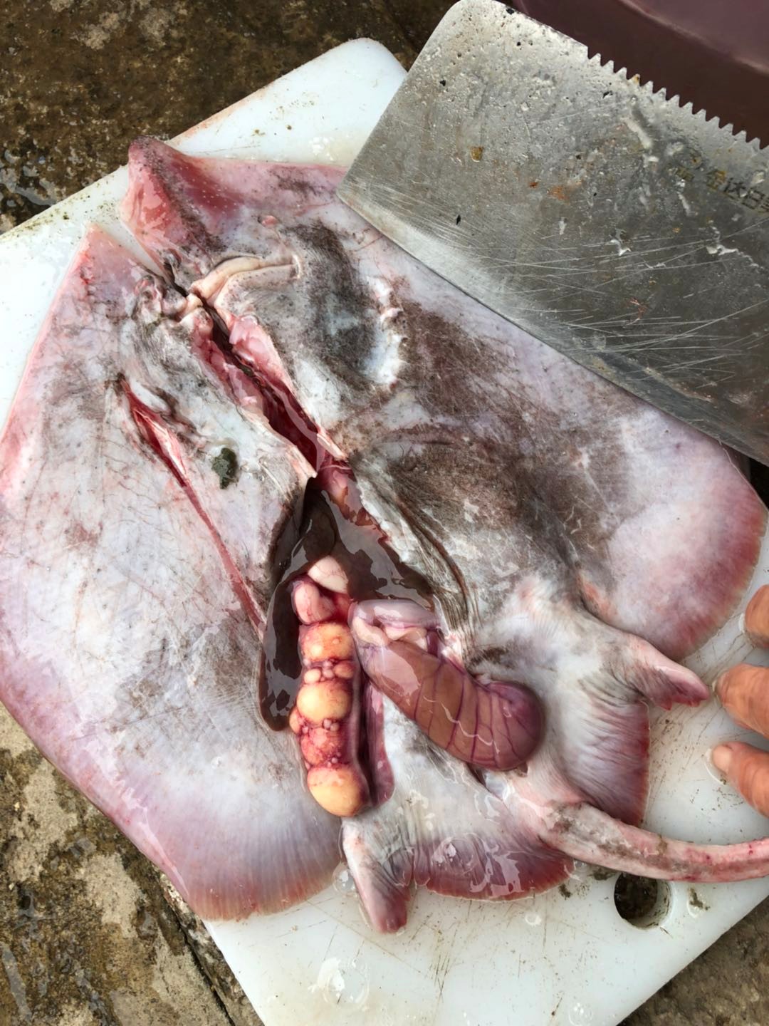 每次,都有些各种各样的海鱼这次带了不少魔鬼鱼,还杀了一些送我这种鱼