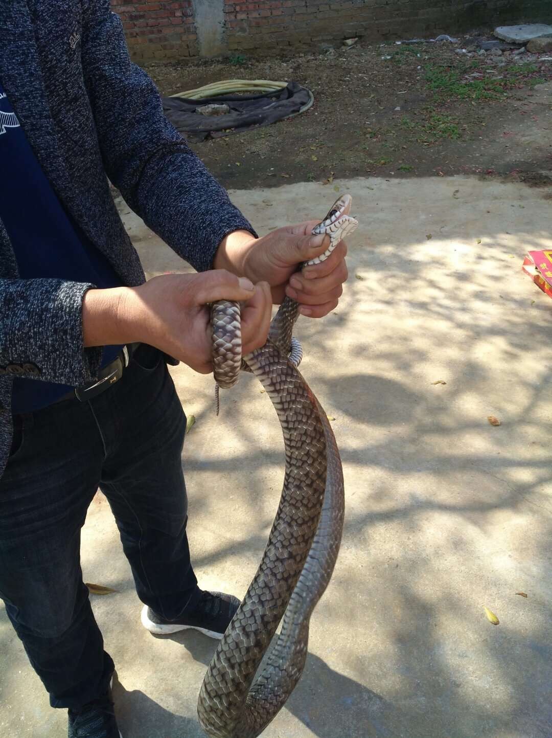 今天有口福,抓蛇现杀,准备吃蛇宴!_新浪看点