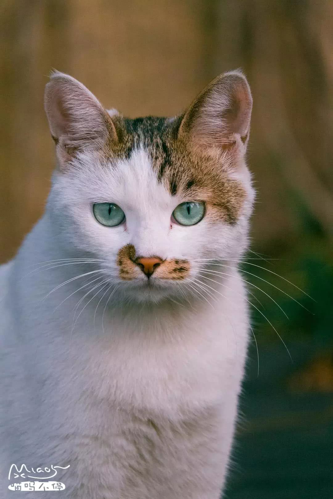 绿宝石般的眼睛,俊秀的脸,它是南图最美的猫,看一眼就爱上!