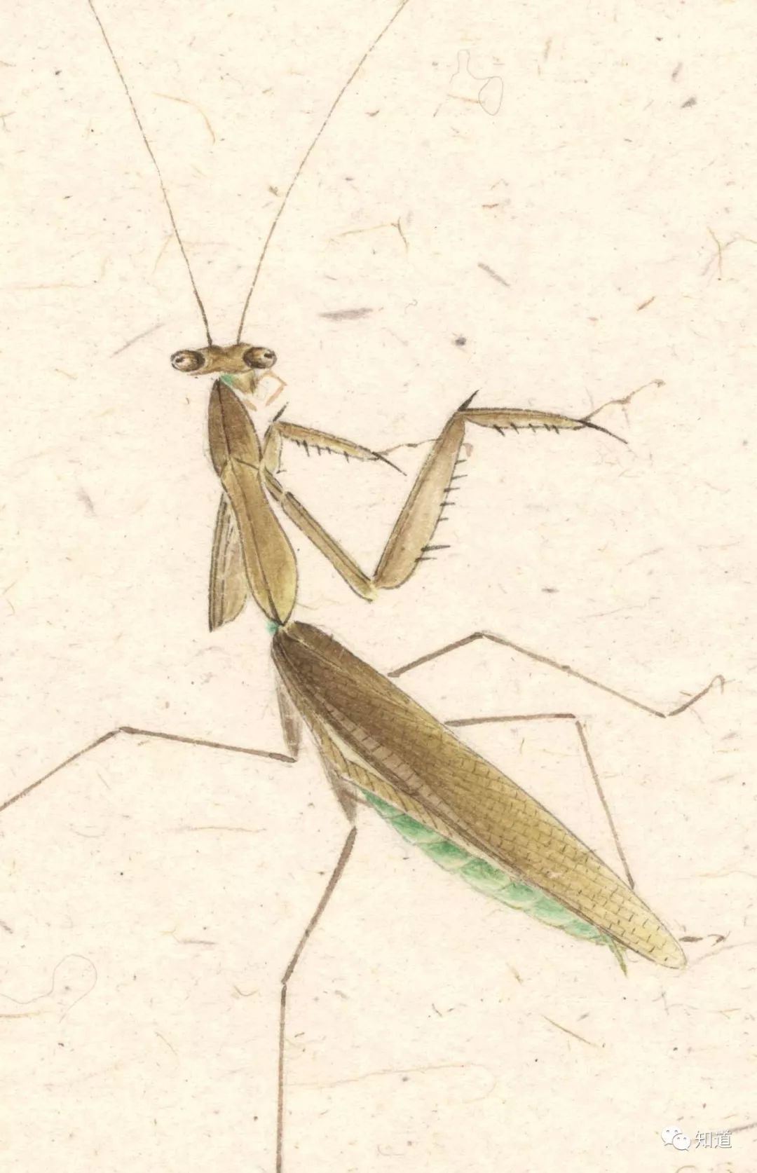 知道书画|要写生而后写意,写意而后复写生,自能神形俱见