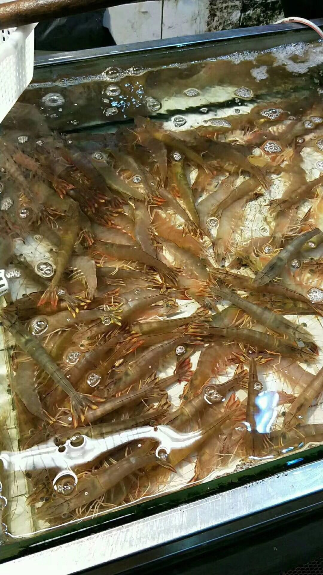 肥美的湛江天然大明虾,春节将至价格开始走高!