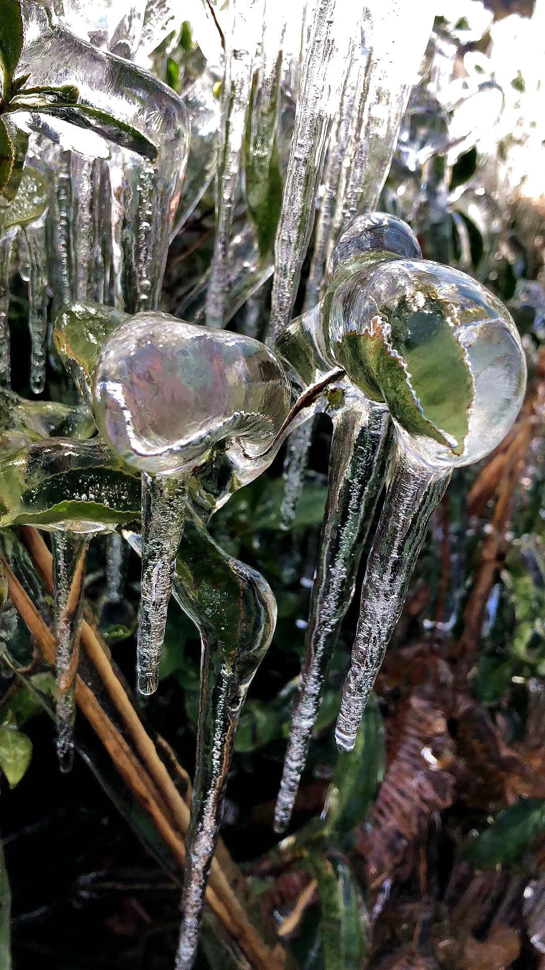 厦门遭遇最冷一夜,冰挂美哭!今起"火箭式"升温,最高21℃!
