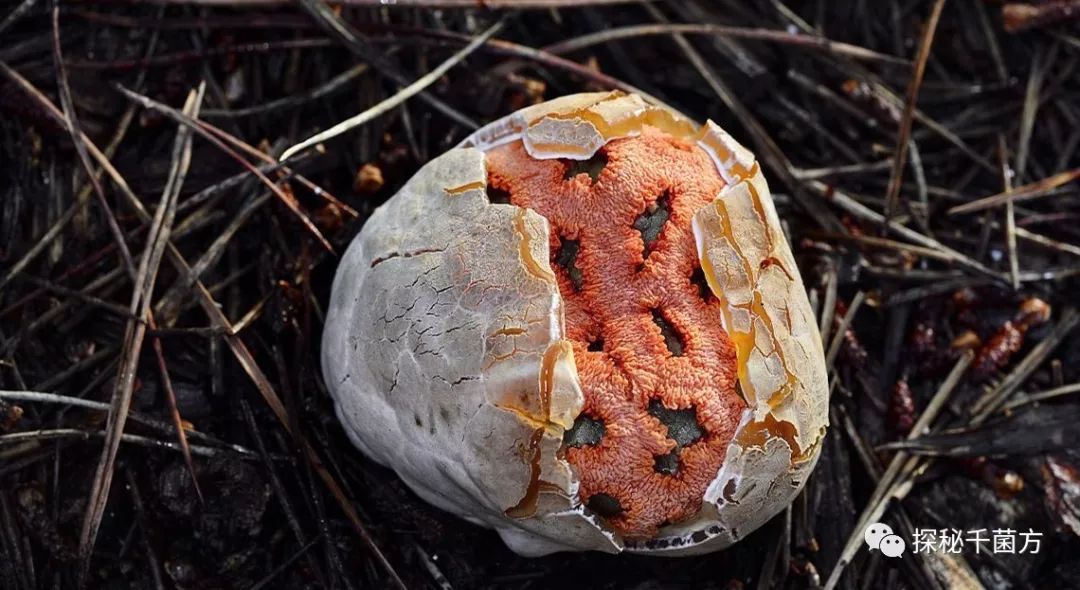 臭味熏天的红笼头菌居然能治疗皮肤癌