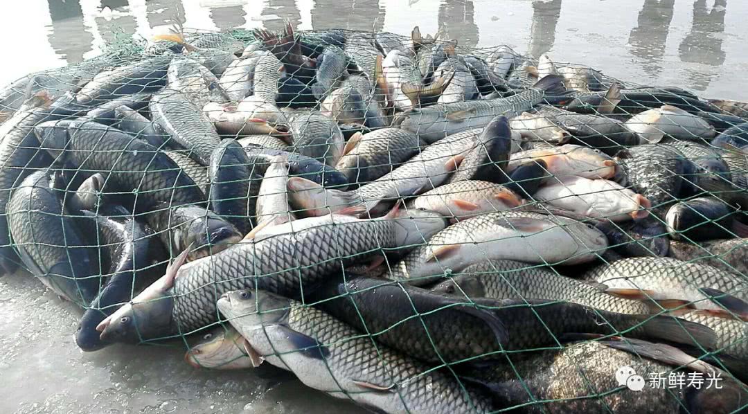 寿光这里打了一网鱼,一条竟然卖到了两千多元!